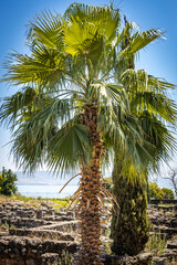 capernaum, sea of galilee, israel, middle east, jesus, pilgrimage, holy land