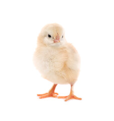 Cute fluffy baby chicken on white background