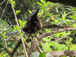 A female Biguatinga in a tree in attack position