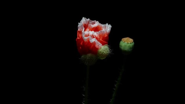 Time lapse of growing red Corn Poppy flower from bud to full blossom. Summer flower Common poppy blooming isolated on black background, 4k video studio shot close up view.