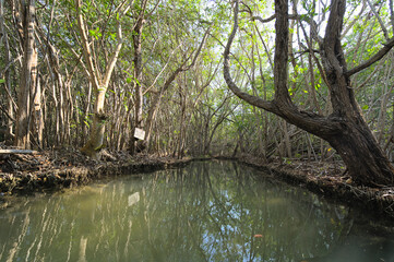 Canal in the mangrove during afternoon (Mexico, Yucatan, 