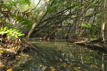 Canal in the mangrove during afternoon (Mexico, Yucatan, "Manglares san Crisanto" = Mangrove san Crisanto). 