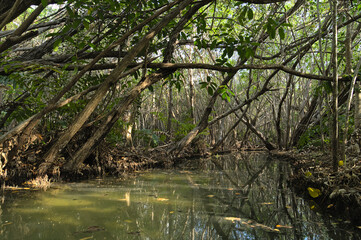 Canal in the mangrove during afternoon (Mexico, Yucatan, 