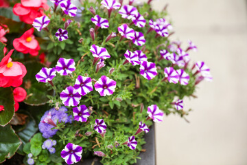 Vibrant flowers blooming, symbolizing new beginnings and happiness, capturing the essence of spring's transformative power