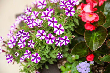 Vibrant flowers blooming, symbolizing new beginnings and happiness, capturing the essence of spring's transformative power