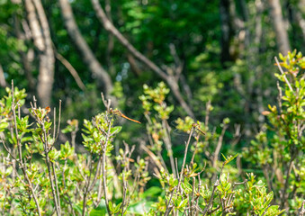 Two dragonflies perched on a branch