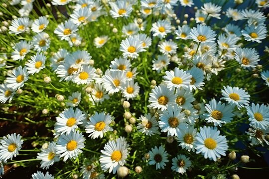 Top view of daisies in the field. Created with Generative AI technology