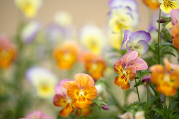 寄せ植えしたニュアンスカラーのビオラのアップ