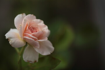 花びらが少し傷んでいるピンク色のバラのアッ

