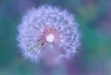 Awesome end of life  bright dandelion on a colorful background
