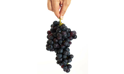 Hand holding a beautiful bunch black grape, isolated on white background