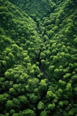 aerial view of lush green forest landscape, created with generative ai