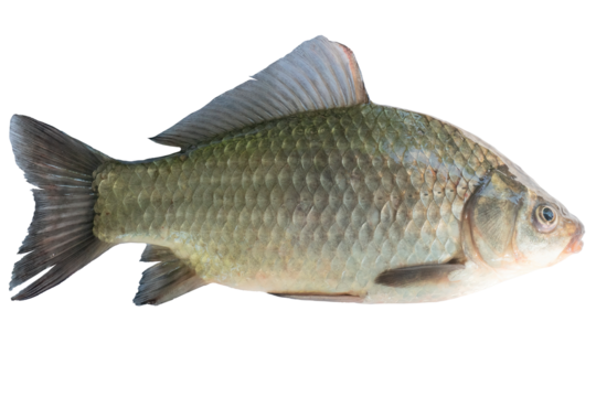 Live fish object for design. Crucian carp live fish isolated on transparent background. 