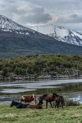 Fototapeta na wymiar Horses by the river in Tierra del Fuego national park.