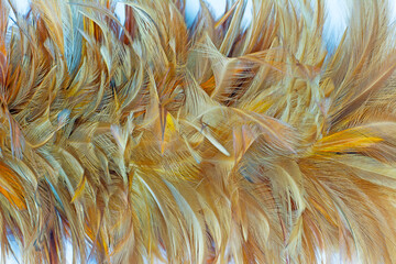 Bohemian boho style vintage color trends ,Chicken feather texture background