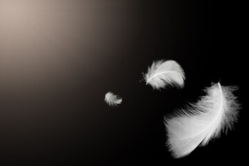 White feathers floating on black background with sunshine