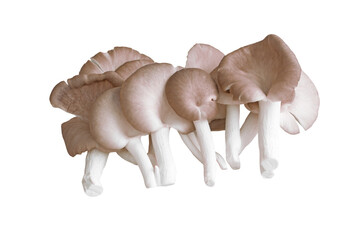 Oyster, Phoenix Mushroom isolated on white background  with clipping path