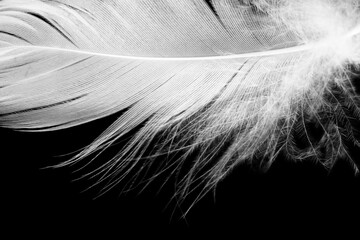 Beautiful white feather isolated on black background