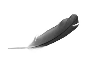 Beautiful black feather isolated on white background