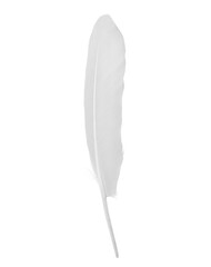 Beautiful sketching white feather  isolated on white  background