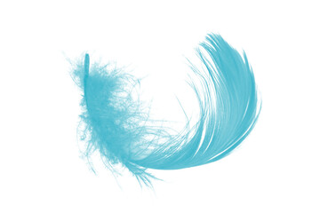 Obraz premium feather color turquoise emerald green isolated on white background