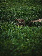 Obraz premium Throught the grass