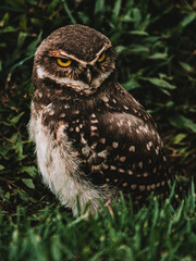The mad owl