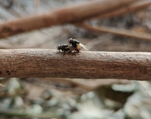 Obraz premium sex with insect