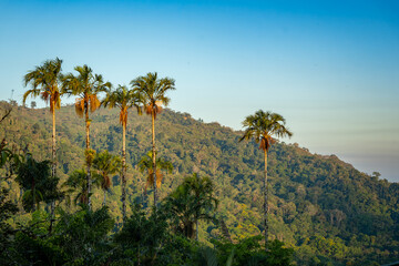 Fototapeta na wymiar Golden Hour Sunrise Palm Trees at Wilson's Botanical Gardens in San Vito Costa Rica