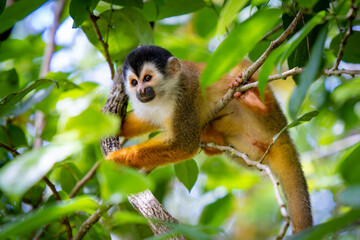 Portrait of an endemic Central American Squirrel Monkey, Saimiri oerstedii, in Corcovado National Park in Costa Rica