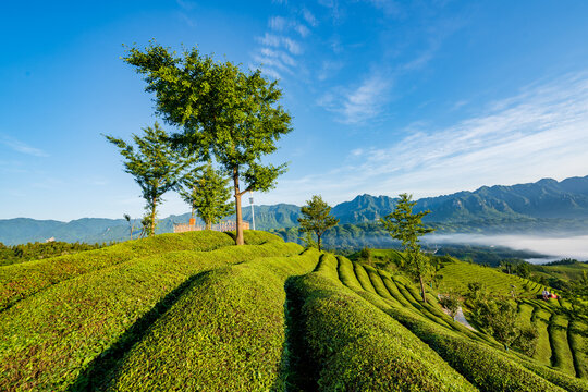 Fungus Mountain Tea Garden, Zouma Town, Hefeng County, Enshi, Hubei, China