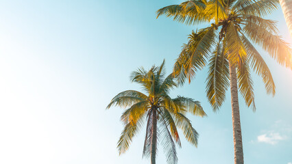Fototapeta na wymiar Tropical palm tree on blue sky with sun and cloud in summer background.