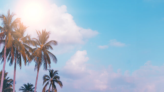 Tropical palm tree on blue sky with sun and cloud in summer background.