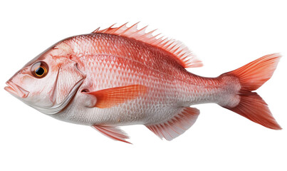 Obraz premium fish isolated on white background