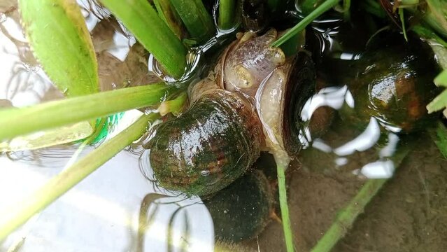 Pomacea maculata, a species of freshwater snail, gastropod mollusk, rice pest apple snail eating rice leaves in out eating