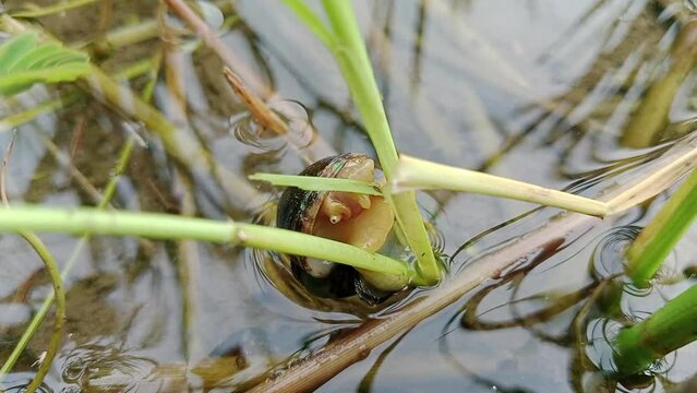 Pomacea maculata, a species of freshwater snail, gastropod mollusk, rice pest apple snail eating rice leaves slowly eating closer