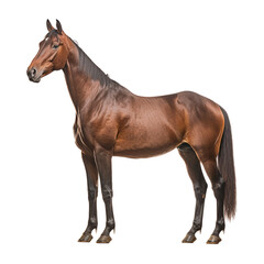 Obraz premium horse isolated on white background