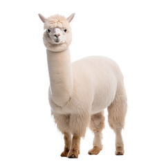 Obraz premium close up of a alpaca looking up isolate