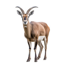 close up of a gazelle isolated on white