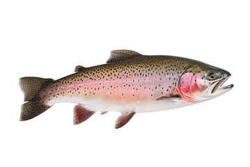 trout on white background