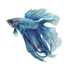Fototapeta premium Siamese fighting fish isolate