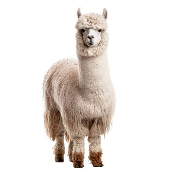 close up of a alpaca isolated