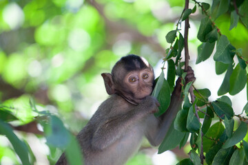 可愛いサル
