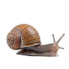 snail isolated on white background