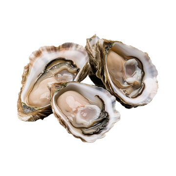 oysters on a white background isolate