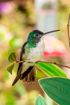 hummingbird on a branch