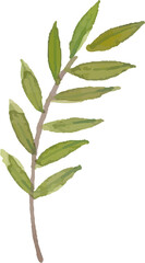 Watercolor leaf painting illustration