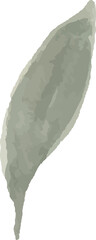 Watercolor leaf painting illustration