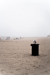 ロサンゼルス・ベニスビーチ