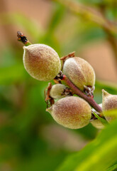 Closeup of peaches on the tree. 